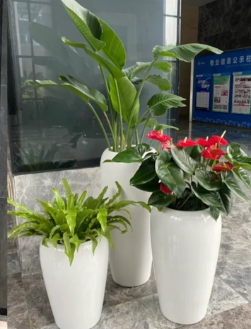 鄞州绿植租赁收益-余姚绿植租赁服务商-江北花卉租摆网络-鄞州花卉租摆营销